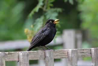 BLACKBIRD Turdus merula